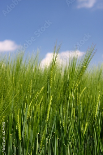 Getreidefeld im Fr  hling bei blauem Himmel Hochformat