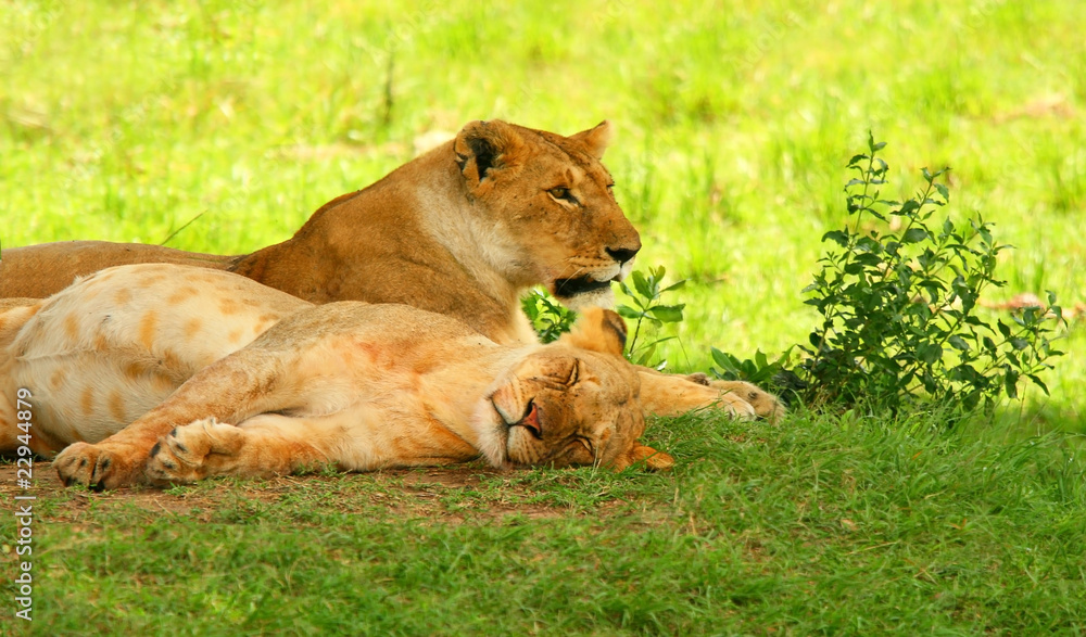 Fototapeta premium Sleeping lions