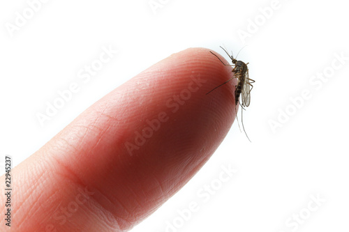 Culex pipiens, northern house Mosquito