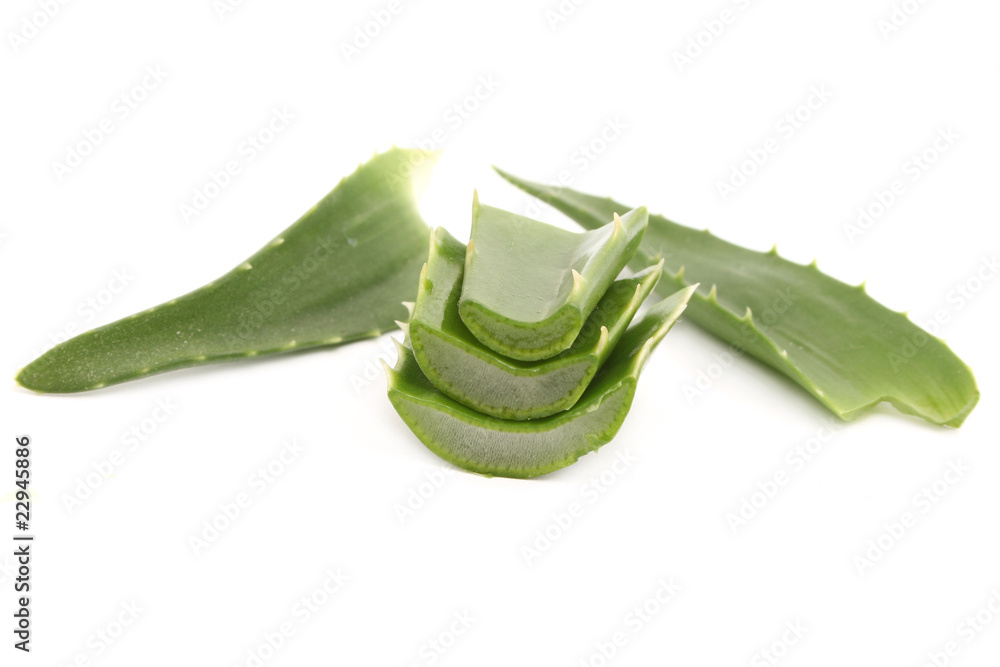 aloe vera aloe vera