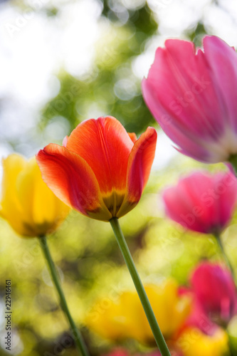 Tulips © Kati Finell