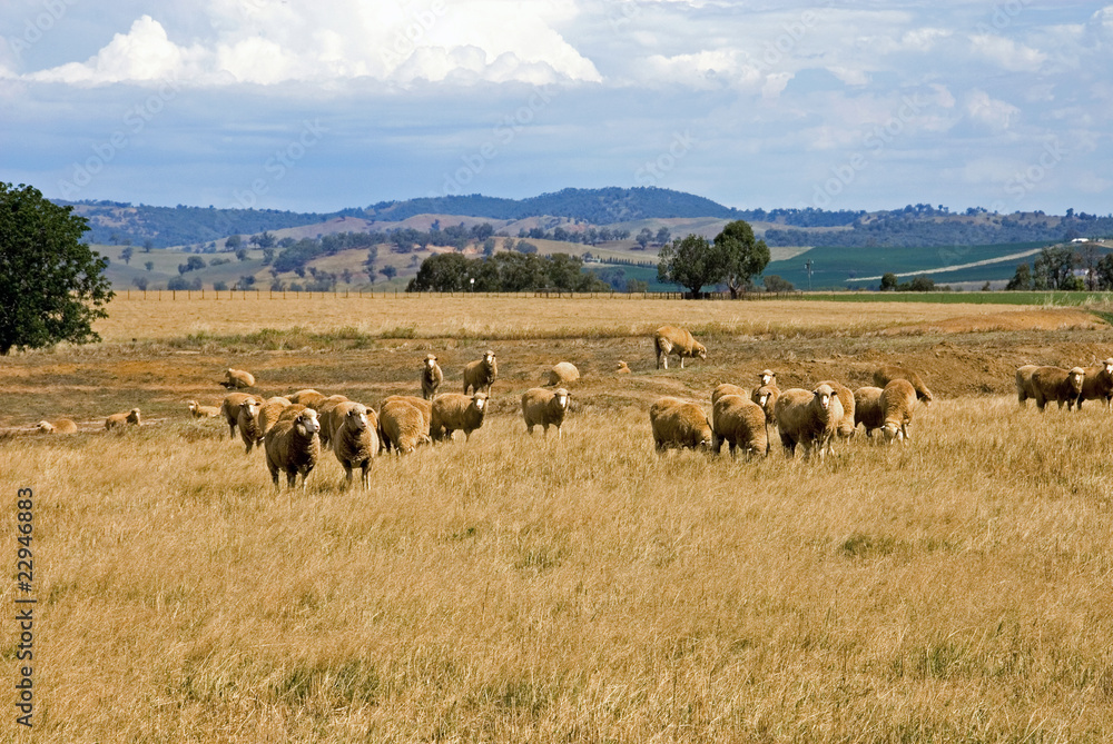 Fototapeta premium Grazing Sheep