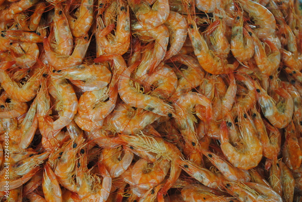 crustaceo crustaceo
