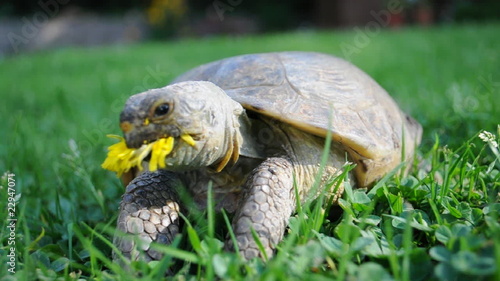 Landschildkröte frisst Löwenzahnblüte