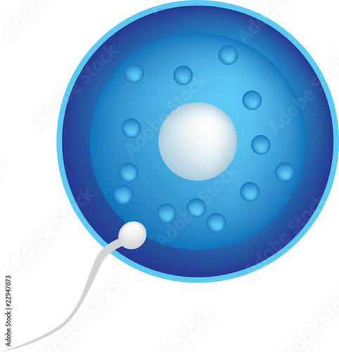 sperm and egg