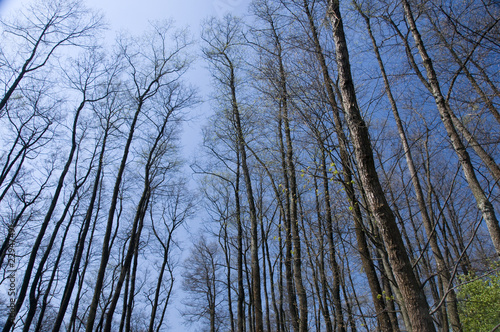 Forest in Poland