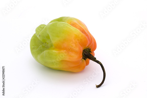 orange and green scotch bonnet chilli pepper photo