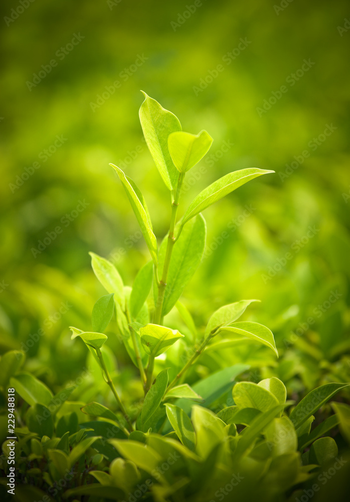 Green leader. One plant has grown more than others Green leader. One plant has grown more than others
