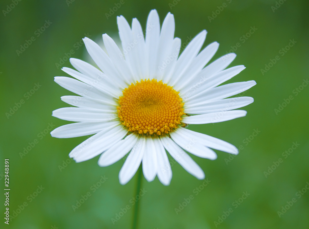 Obraz premium Chamomile flower