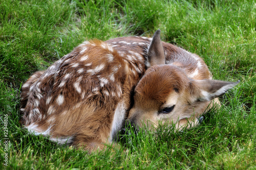 fawn resting in the grass