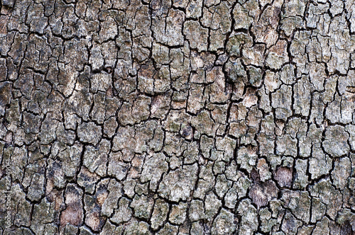Bark of old big Pine Tree