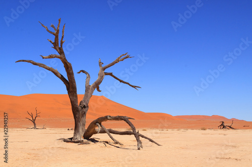 Dead Vlei, Sossuvlei, Namibie photo