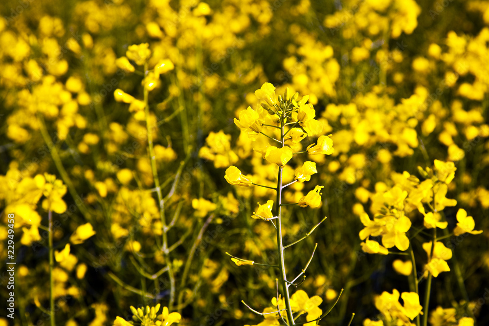 beautiful yellow rape field in spring beautiful yellow rape field in spring
