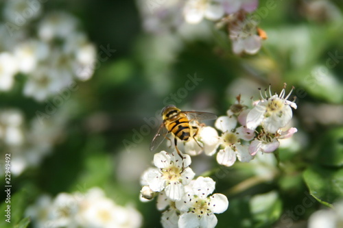 be a Bee © Sacha81