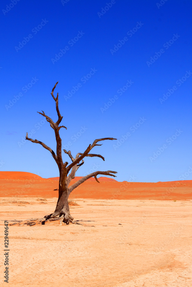 Dead Vlei, Sossuvlei, Namibie