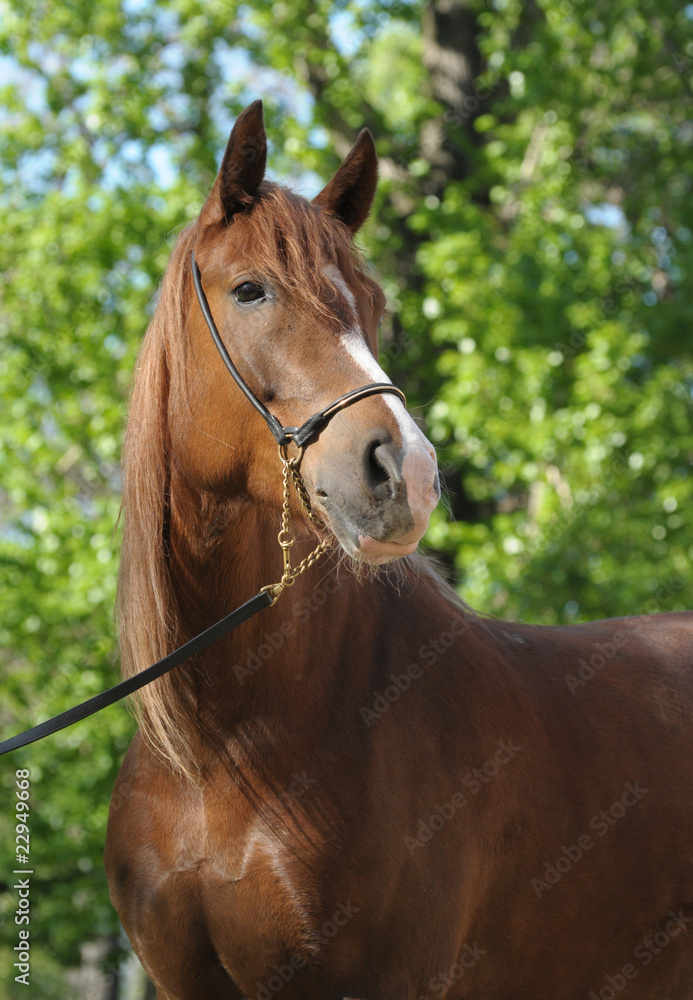 Fototapeta premium Portrait of a red mare