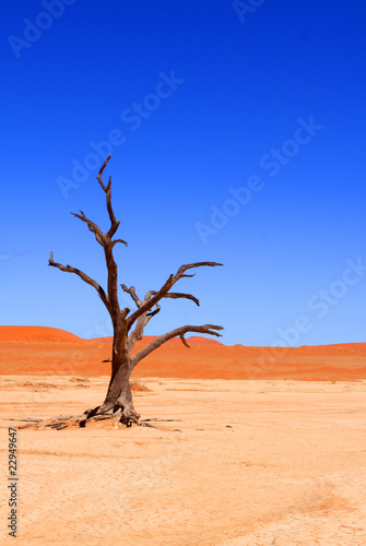 Dead Vlei, Sossuvlei, Namibie