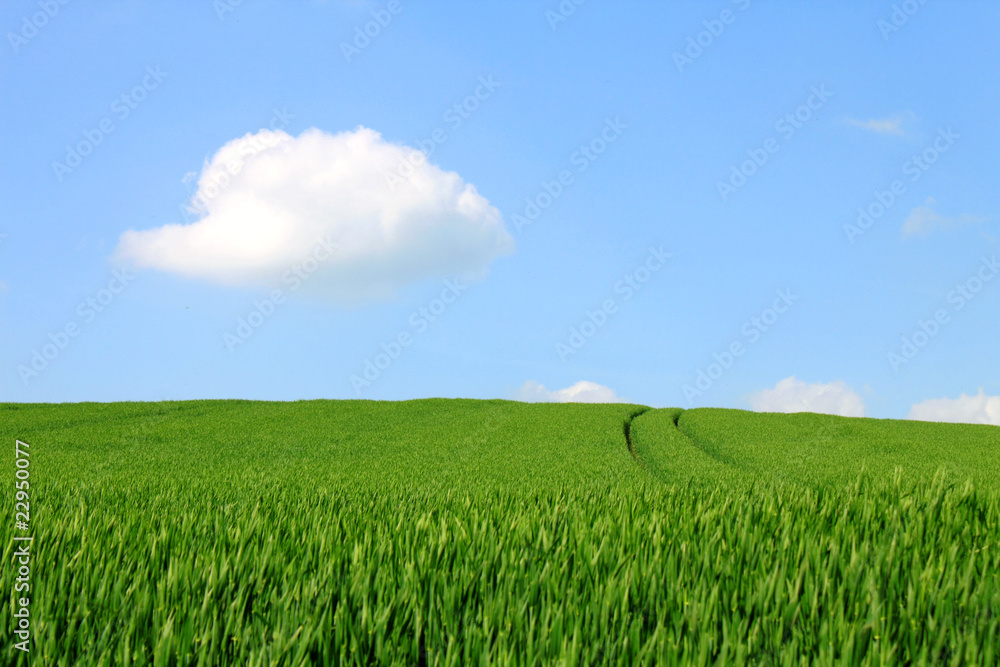 Obraz premium grain field blue sky white clouds