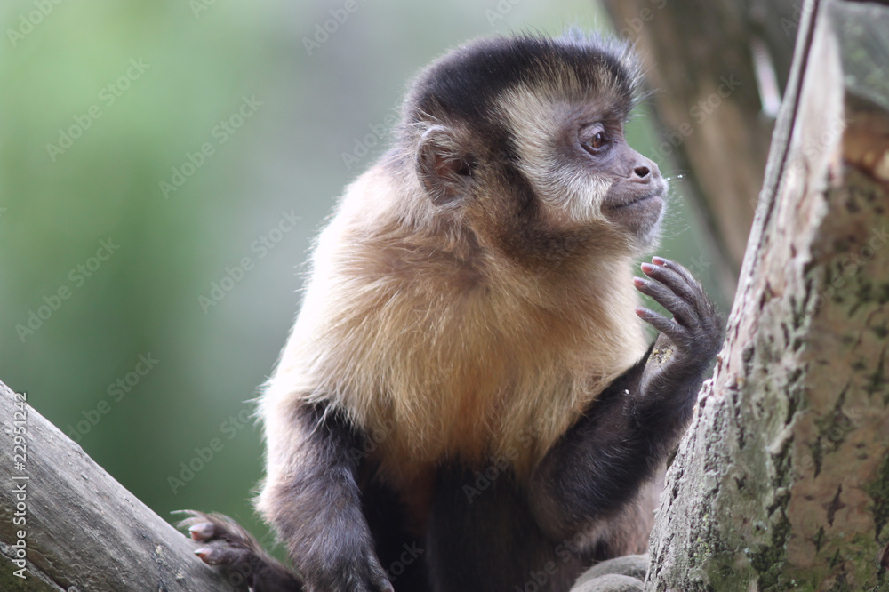 Naklejka premium Capuchin Monkey with interesting expression on his face