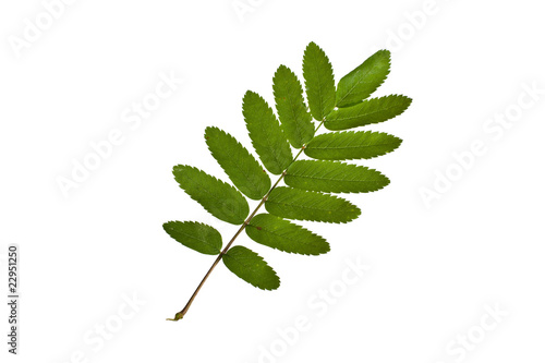 rowan tree leaf