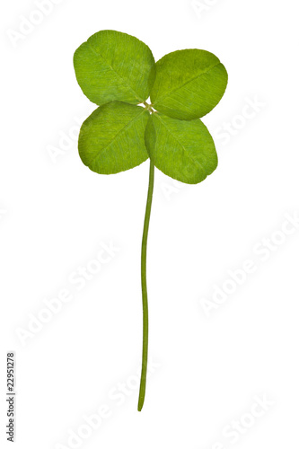 green clover isolated on white