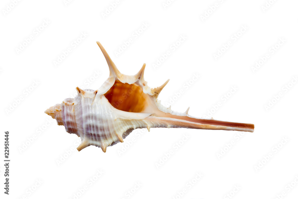 sea shell sea shell
