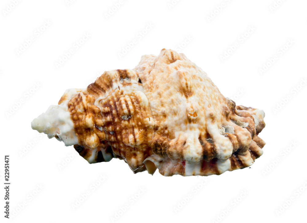 sea shell