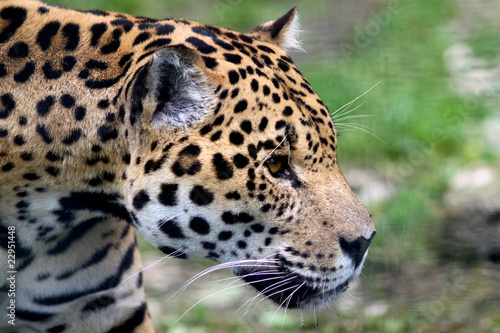 Jaguar © Michael Ransburg