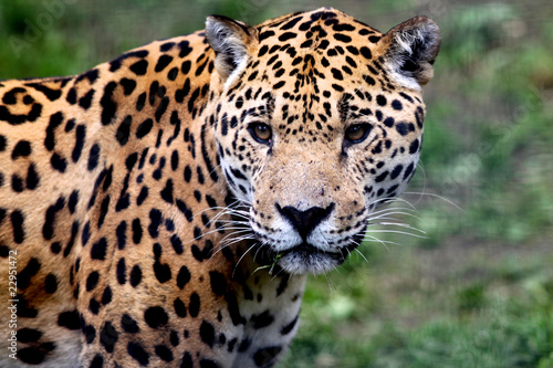 Jaguar © Michael Ransburg