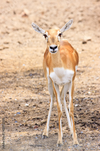 Cute young deer or antelope from a safari zoo staring at camera