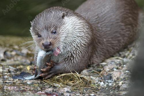 Otter