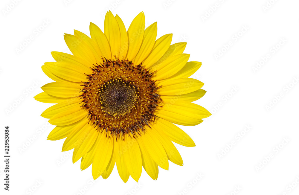 Pollen grains in a sunflower isolated on white Pollen grains in a sunflower isolated on white
