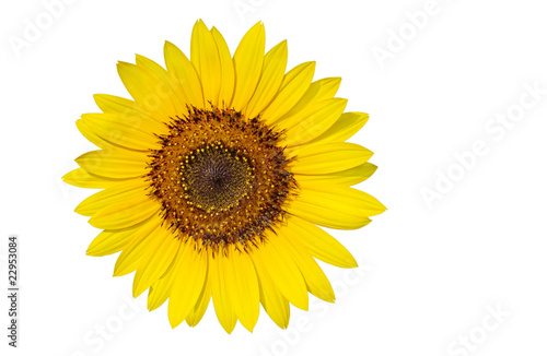 Pollen grains in a sunflower isolated on white