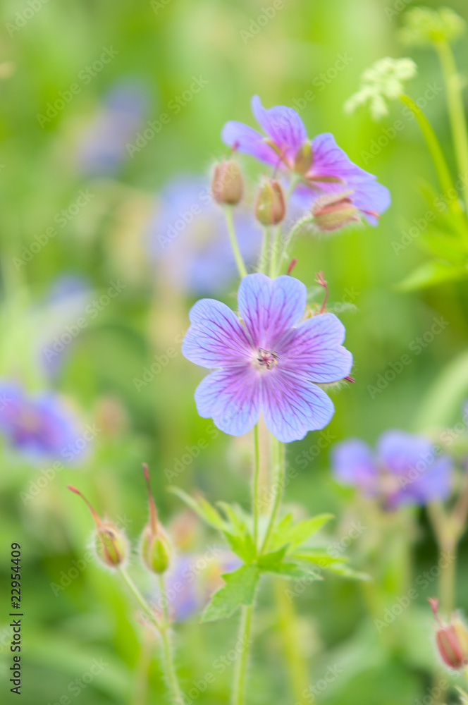 flowering geranium by the name of gravetye flowering geranium by the name of gravetye