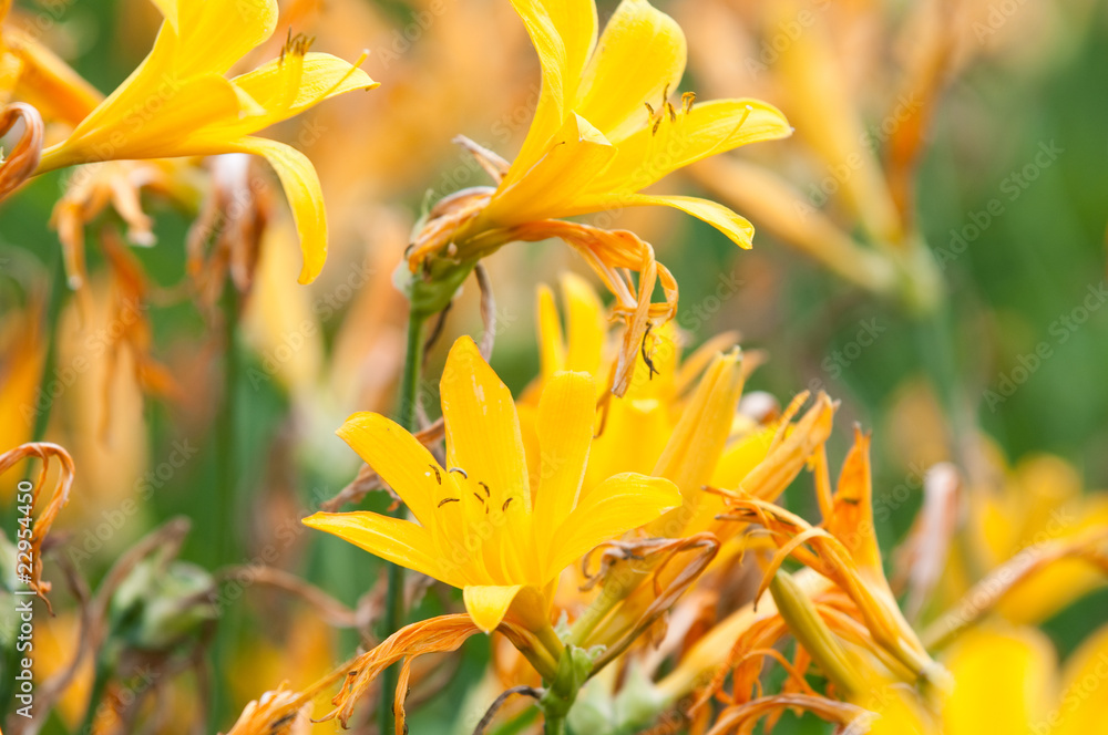 Fototapeta premium yellow tiger lily