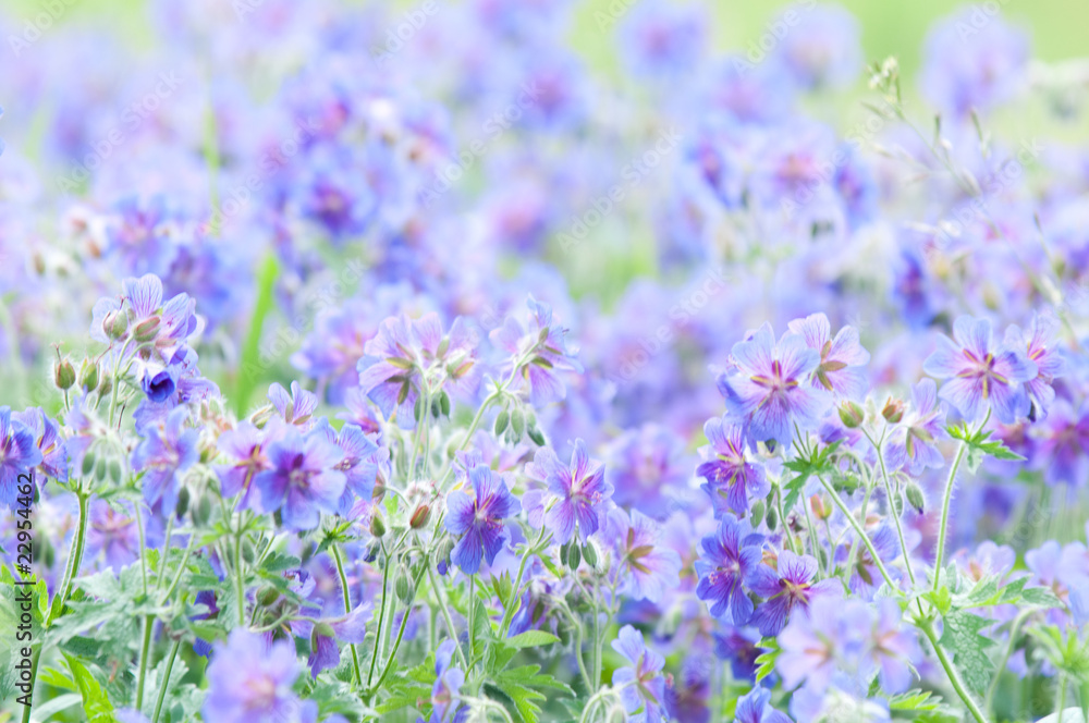 Obraz premium early summer flower