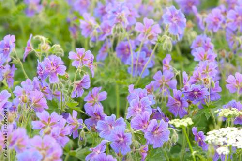 flowering geranium by the name of gravetye