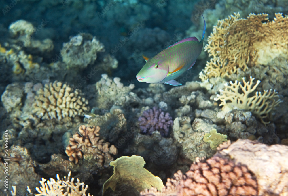 Candelamoa parrotfish Candelamoa parrotfish