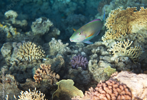Candelamoa parrotfish