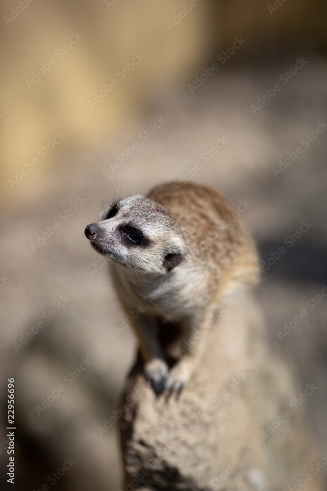 Fototapeta premium watchful meerkat standing guard