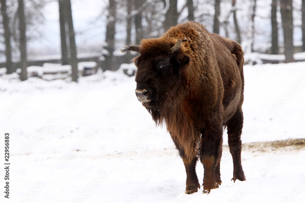Wisent im Winter Wisent im Winter
