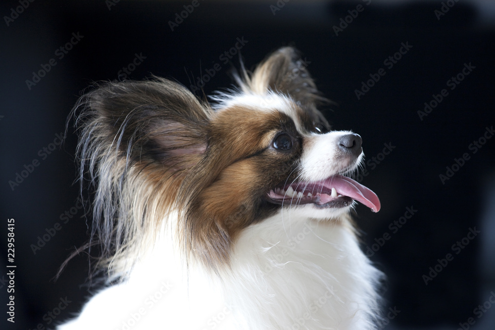 横顔の犬のパピヨン Stock 写真 Adobe Stock