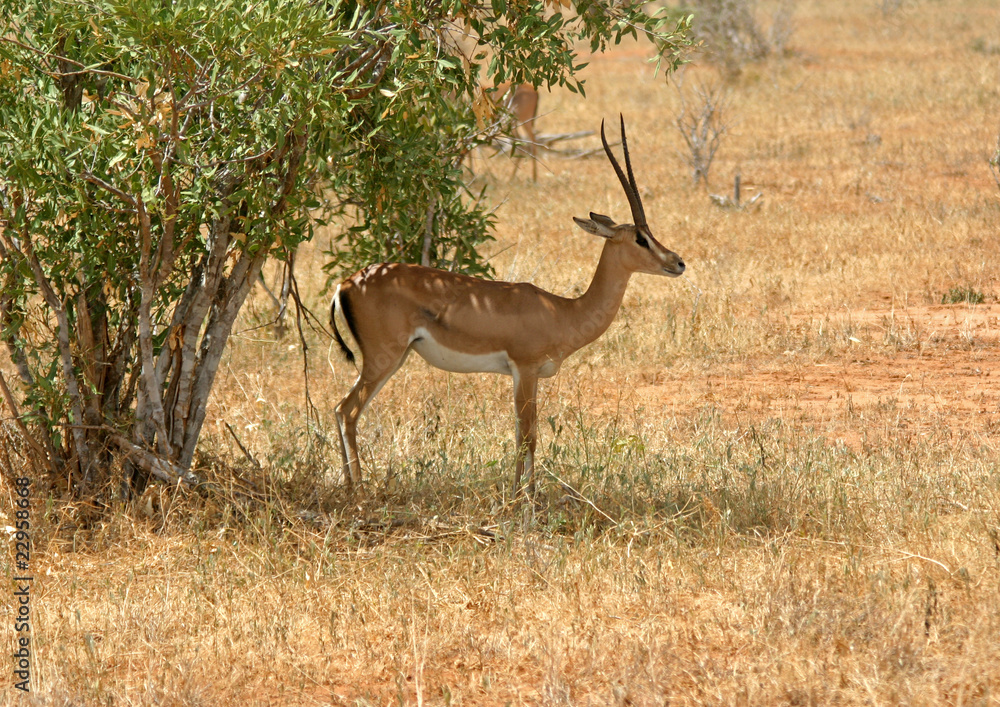 Naklejka premium Antilope