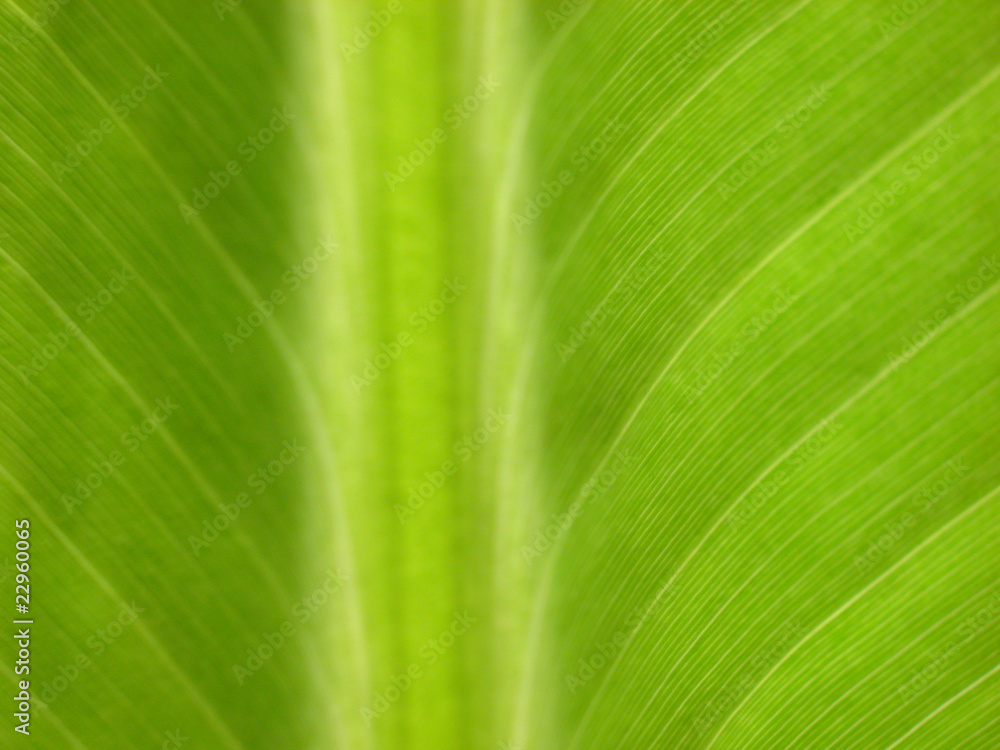 Bananenblatt 5 Bananenblatt 5
