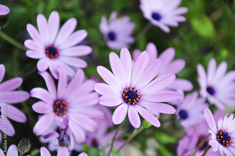 Fototapeta premium Purple daisy