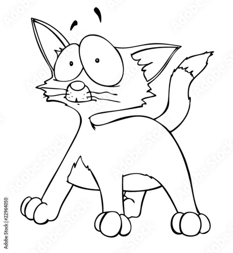 Katze, Kater, Kätzchen, Hauskatze, Haustier, verwirrt