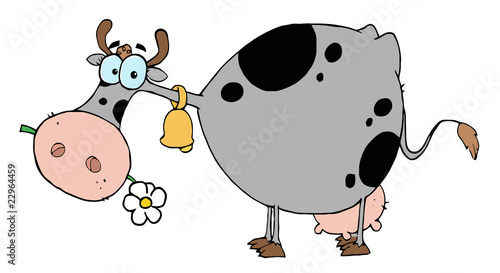 Gray And Black Cow Eating A Daisy