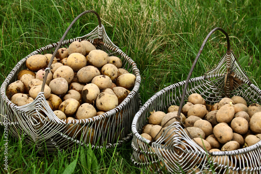 Two potato baskets Two potato baskets