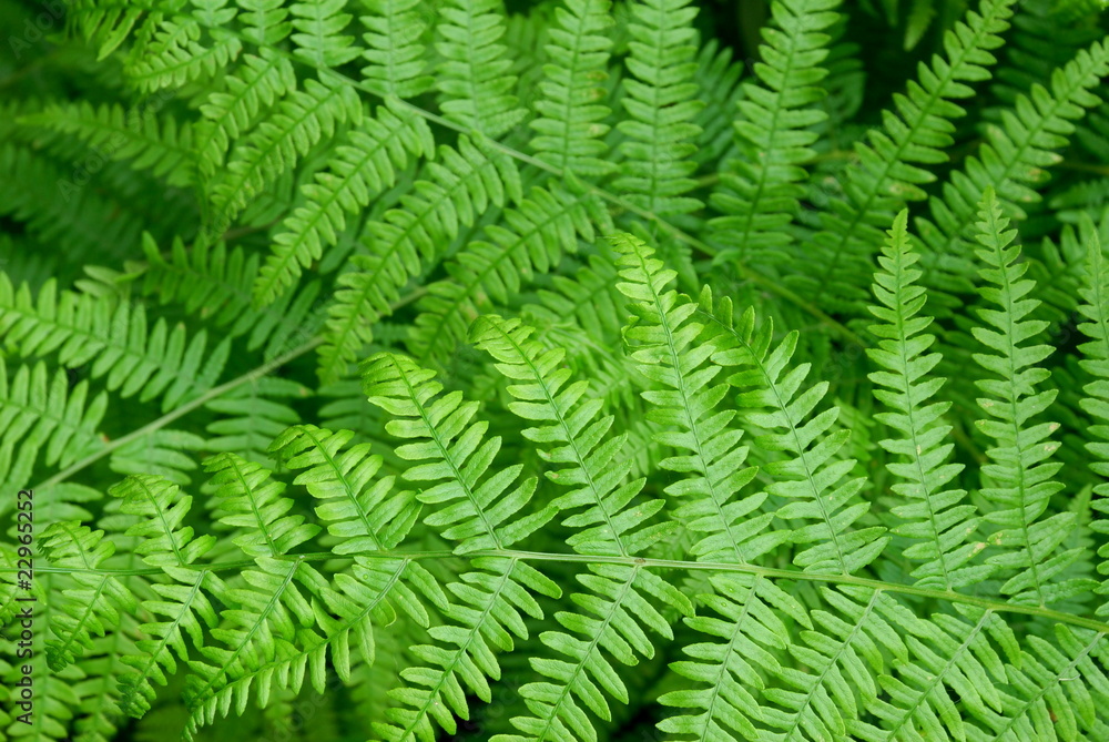 Fresh green fern leaves