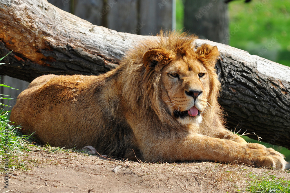 Naklejka premium lion